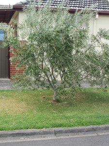 I remember picking olives with my grandparents when I was young.Could we do the same in our street?