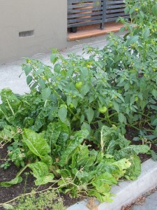 Rocket from 12, a stick of celery from 47 and some cherry tomatoes from 52Look like dinners half done on the walk from the station